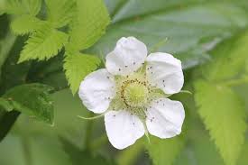 Image result for Rubus rosifolius