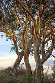 Canberra Late Afternoon Light On Eucalypts Australia Landscape Modern Landscaping Beautiful Tree