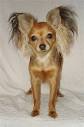 AKC American Russian toy dog club | join | learn| find a ...