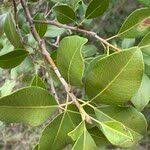 Image result for Mimusops obtusifolia