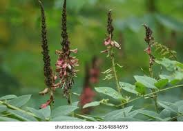 Image result for Indigofera emarginella