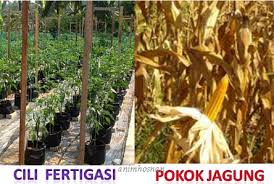 Selain cili, sistem fertigasi juga sangat sesuai bagi tanaman sayur berbuah dan berdaun seperti tomato, timun jepun, cili merah, terung, melon, cili sayur, strawberi serta pokok hiasan. Sitnoolo Blogspot Com Tips Tanaman Cili Fertigasi Vs Jagung Sitnoolo Blogspot Com Sitnoolo Blogspot Com Sitnoolo Blogspot Com