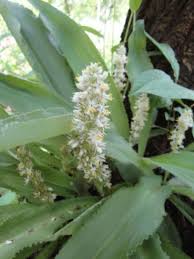 Image result for Chlorophytum macrophyllum