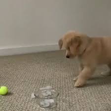 Hunde Welpen Videos Lustig 2020 Golden Retriever Yavrusu Bebek Kopekler