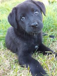 Pin On Pet Adoption