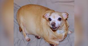 Image result for chihuahua big obesity