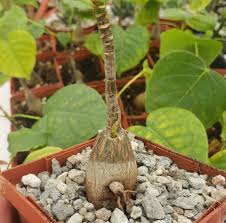 Image result for Pseudobombax