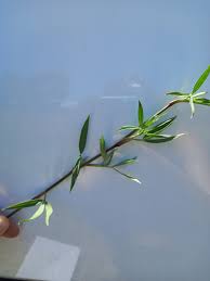 Image result for Stylosanthes guianensis