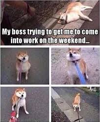 Funny Pictures Of The Day 35 Pics Funny Funny Pictures Shiba Inu