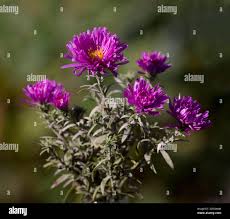 Image result for Asters `Jenny