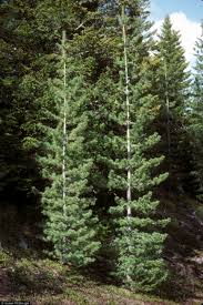 Eastern white pine tree identification by needles. Genetic Conservation Five Needle Pines Usda Forest Service
