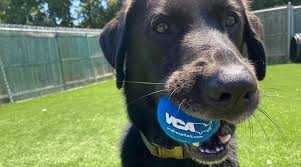 Please consider donating a bag of dog or cat food to one of these food banks. Veterinarians In New Windsor Ny Vca Flannery Animal Hospital