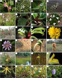 Image result for Stanfieldiella imperforata