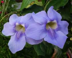Image result for Thunbergia racemosa