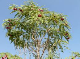 Image result for Sesbania grandiflora