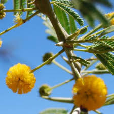 Image result for Acacia tenuispina
