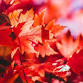 Fall Impressions: Encaustic Workshop with Amanda event image