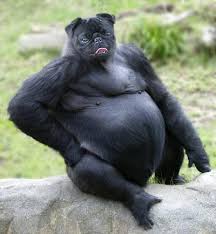 Strange Animal Hybrids Pug And Gorilla Humor Hewan Gambar Hewan Lucu Hewan