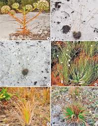 Image result for Eriocaulaceae