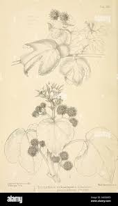 Image result for Triumfetta setulosa