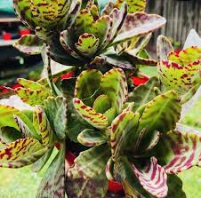 Image result for Kalanchoe humilis