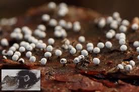 Image result for Melanospermum