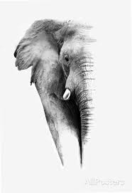 African Elephant Black And White Elephant Pictures Artistic Black And White Elephant Print Donvanstaden Allposters Com Elephant Black And White Elephant Poster Elephant Artwork