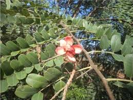 Image result for Cassia roxburghii