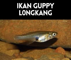 Selain memiliki bentuk yang cantik dan unik. Jenis Ikan Gapi Archives Info Ikan Guppy Ikan Hiasan Terkini