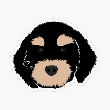 Bernedoodle 