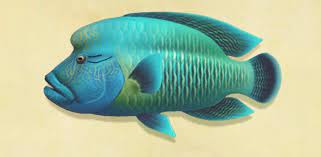 This wikihow teaches you how to fish in animal crossing. Napoleonfish Animal Crossing Wiki Fandom