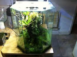 360 Miniature Orchid Tank Dendroboard Miniature Orchids Orchids Beautiful Terrariums