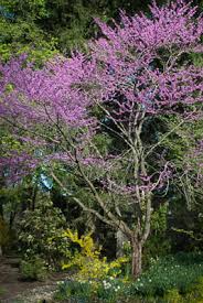 Image result for Ficalhoa laurifolia