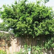 Image result for Zanthoxylum