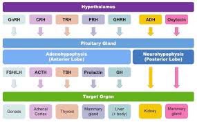 Endocrine System Bioninja