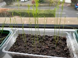 Image result for Asparagus petersianus