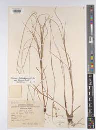 Image result for Scleria lithosperma