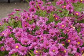 Image result for Asters `Jenny