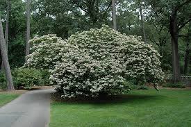 Image result for Clerodendrum melanocrater