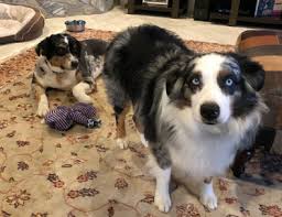 Comments off on australian shepherd puppies for sale nc. Lost Dog Two Australian Shepherd Dogs In Foxfire Update Found Pets Thepilot Com