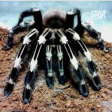 Toimarch Entry 6 Von Felix Suryatama Tarantula Tarantulasofinstagram Spider Tarantula Animals
