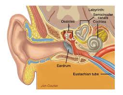 Image result for Menisorus