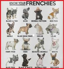 Black And Brown French Bulldog For Sale French Bulldog Color Chart French Bulldog Puppies Bulldog Puppies Cute Baby Animals