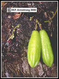 The top choices for hydroponically grown fruit trees include: Carambola Jaboticaba Banana Mangosteen Kiwi
