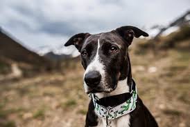 Maybe you would like to learn more about one of these? Tail Wag Lovely Samoa Looking Sharp Get It Facebook