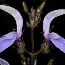 Image result for Monothecium glandulosum