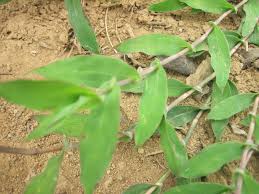 Image result for Perotis patens