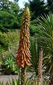 Image result for Aloe haroniensis