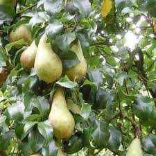 Variete Concorde Melange Entre La Conference Et La Comice La Poire Concorde Est Tres Productive Arbre Fruitier Petits Arbres Fruitiers Fruit Vert