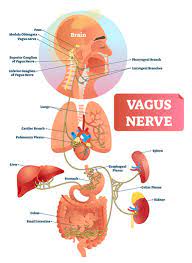 The vasovagal response is the development of inappropriate cardiac slowing and arteriolar dilatation. Vasovagal Syncope Comprehensive Integrated Care